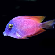 A vibrant purple and pink tropical fish with yellow eyes, speckled white spots, and orange fins, swimming against a black background.