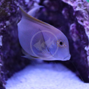 A TANG - BRISTLETOOTH STRIPED Ctenochaetus cf. striatus swims near rock structures in a brightly lit aquarium, showcasing a greyish-blue body with yellow spots near its face, while the tanks gravel floor and purple rocks form the background.