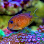 A vibrant orange fish with blue spots, similar to the TANG - BRISTLETOOTH TWO SPOT Ctenochaetus binotatus, swims gracefully among colorful coral with green gradients on its fins in an aquarium setting.