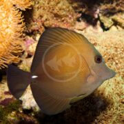 A TANG - BROWN SCOPAS Zebrasoma scopas elegantly swims near a vibrant coral reef, its disc-like body, striking red eyes, and distinctive white spot by the tail contrasting against the orange and brown soft corals.