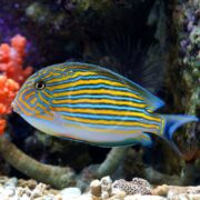 A vibrant TANG - CLOWN Acanthurus lineatus with blue and yellow stripes elegantly swims in an aquarium, showcasing intricate patterns. The backdrop features corals and anemones in vivid orange, purple, and brown hues.