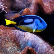 A HIPPO YELLOW BELLY, Paracanthurus hepatus, swims gracefully near textured coral. Its vibrant yellow belly and distinctive tail markings contrast beautifully against the brownish coral backdrop.