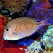 A TANG - LAVENDER / SPOT-CHEEKED Acanthurus nigrofuscus with distinct orange spots and a blue-tinted tail swims among vibrant coral, surrounded by red and purple hues with greenish elements, creating a colorful underwater scene.