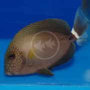 In a blue aquarium, a TANG - MACULICEPS Acanthurus maculiceps swims gracefully, showcasing a brown spotted body with notable dorsal and tail fins. The tail has a distinct white band near its base.