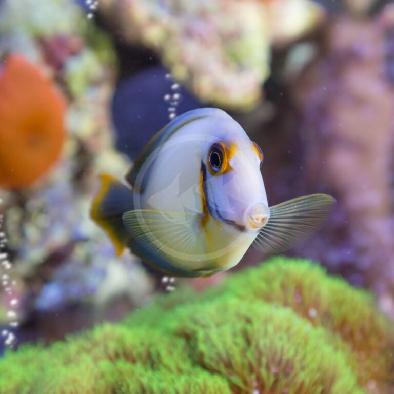 TANG MIMIC LEMON PEEL / CHOCOLATE Acanthurus pyroferus Aquatics