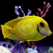 A TANG - MIMIC LEMON PEEL / CHOCOLATE Acanthurus pyroferus fish glides through a dim aquarium, its vibrant yellow hue contrasting beautifully with the coral and rock formations, adding a vivid touch to the scene.