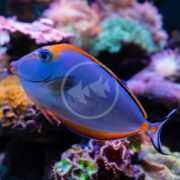 A TANG - NASO BLONDE Naso elegans with vivid blue and orange colors elegantly swims in an aquarium, amidst vibrant corals and lush marine flora.