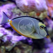 A colorful TANG - NASO Naso lituratus swims among blurred coral reefs, showcasing a sleek body with an orange stripe near its tail and a striking black and white pattern on its dorsal fin, set against purple and pink coral background.