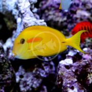 A vibrant yellow tang fish with an orange stripe near its eye swims by coral, while an orange shoulder tang (TANG - ORANGE SHOULDER Acanthurus olivaceous) glides past a smaller red fish and another with a light fin in the background.