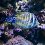A vibrant TANG - SAILFIN DESJARDINII RED SEA glides through the coral reef, flaunting a striking pattern of yellow stripes and spots. Its oval-shaped body showcases a vivid blend of blue and yellow against the intricate coral formations.
