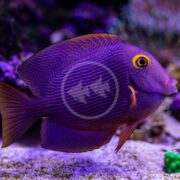 In a coral reef tank, a vibrant purple tang with bright yellow eyes and blue stripes swims gracefully. Nearby, the Yellow Eye Kole Tang (Ctenochaetus strigosus) glides by, enhancing the colorful underwater scene of coral and blurred aquatic plants.