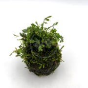 A TERRARIUM - BABY BOLBITIS ON CLAY MOSS BALL features a Bolbitis heteroclita difformis with delicate green leaves sprouting from a clay moss ball, presented against a pristine white background.