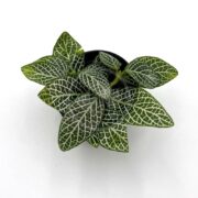 A small potted plant with green leaves featuring striking white vein patterns, displayed against a plain white background.