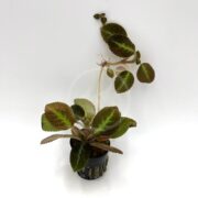The TERRARIUM - FLAME VIOLET Episcia cupreata features elongated, fuzzy leaves with a stunning mix of green and brown hues, elegantly set against a plain white background.