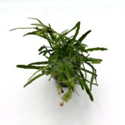 A small green plant with long, narrow leaves and a few drooping flower buds in a dark pot, placed on a white background.