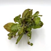 A small cluster of green leaves with brown edges, arranged in a loose bunch of Lil Lemon Flame Violet (Episcia lil lemon) from the Terrarium collection, features textured surfaces contrasting against a plain white background.