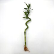 A single stalk of lucky bamboo with green leaves and visible roots, featuring a prominent spiral curve, is displayed against a plain white background.