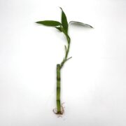 A single stalk of lucky bamboo with a few green leaves and exposed roots, set against a plain white background.