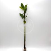 A solitary TERRARIUM - RED MANGROVE Rhizophora mangle with vibrant green leaves and a slender stem stands gracefully against a plain white background.