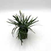 The TERRARIUM - MONDO GRASS Ophiopogon jaburan, a small green plant with long, slender leaves, is displayed in a black pot against a plain white background.