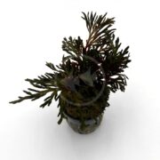 A small potted fern with dark green, feathery leaves sits in a black plastic container against a plain white background.