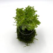 The TERRARIUM - SELAGINELLA ON CLAY MOSS BALL, featuring Selaginella Indonesia and Christmas moss, thrives as a stunning kokedama display. Its vibrant green ferns contrast beautifully against the backdrop, highlighting their lush foliage and intricate texture.