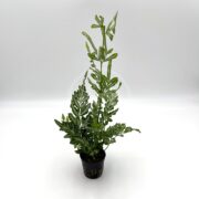 A small green fern plant with intricate, textured leaves in a black plastic pot, set against a plain white background.