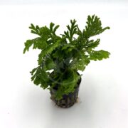 A small green fern with finely divided leaves growing in a black plastic pot against a plain white background.