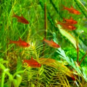 TETRA - AMANDAE / EMBER Hyphessobrycon amandae tetras, vibrant in orange, swim among lush green aquatic plants in a freshwater aquarium, creating a lively scene as light filters through the water.