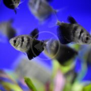 In a vibrant blue aquarium, TETRA - BLACK SKIRT Gymnocorymbus ternetzi elegantly glide among the lush plants.