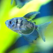 The TETRA - BLACK / BLACK SKIRT HIFIN Gymnocorymbus ternetzi gracefully swims in an aquarium, showcasing its shimmering blue and silver body with delicate, flowing fins against a softly blurred green and yellow background.