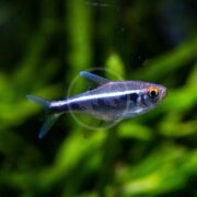 A small black neon tetra, TETRA - BLACK NEON Hyphessobrycon herbertaxelrodi, with an iridescent body and bright horizontal stripe swims against a blurred green background. Its translucent fins glide gracefully as its round eye surveys its surroundings.