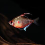 The TETRA - BLEEDING HEART Hyphessobrycon erythrostigma displays a red body and black-tipped fins against a dark backdrop, showcasing a red spot near its eye. The lighting enhances its iridescent scales, highlighting its sleek form.