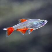The TETRA - BLOODFIN Aphyocharax anisitsi, a small silver fish with vivid red fins and blue hints on its body, gracefully swims against a blurred dark background.