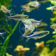 A school of TETRA - BLUE Boehlkea fredcochui glides gracefully in a clear aquarium, their iridescent blue and silver bodies shimmering with hints of red. Lush green aquatic plants create a peaceful backdrop, while other blurred fish are visible as well.