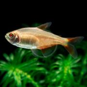 A small TETRA - BUENOS AIRES ALBINO, Hyphessobrycon anisitsi, with a transparent and orange body swims gracefully in an aquarium surrounded by green plants against a dark backdrop.