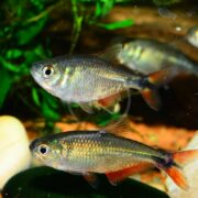 Two TETRA - BUENOS AIRES Hyphessobrycon anisitsi swim in a freshwater aquarium with lush plants. Their shimmering scales and vibrant orange fins stand out against a backdrop of rocks and diverse fish.