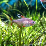 In a brightly lit aquarium, the TETRA - CANDY CANE / HY511 Hyphessobrycon sp. swims among green plants, flaunting a translucent body with red-tinged fins and a signature black dorsal marking, embodying its species beauty.