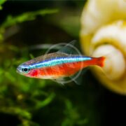 The TETRA - CARDINAL Paracheirodon axelrodi displays its vibrant blue and red colors swimming elegantly against green plants and a light snail shell backdrop in the aquarium.