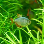 A small TETRA - COLUMBIAN RED & BLUE Hyphessobrycon columbianus, with a silver body and vibrant red fins, swims gracefully among green aquatic plants in a freshwater aquarium.