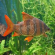The TETRA DISTICHODUS SIX BANDED, a vibrant orange and silver Distichodus sexfasciatus, swims gracefully in a freshwater aquarium amidst lush green aquatic plants.
