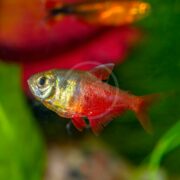 A vibrant TETRA - FLAME / VON RIO Hyphessobrycon flammeus swims in an aquarium, showing off its vivid red and golden colors. The blurred background includes green plants and other aquatic elements.