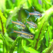 Four TETRA - GLOWLIGHT Hemigrammus erythrozonus with orange stripes swim gracefully among vibrant green plants, creating a lively and colorful underwater scene.