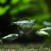 A TETRA - GOLD Hemigrammus rodwayi swims in a green aquarium, its silvery scales shimmering under the light. Other blurred fish surround it, amid lush green plants.