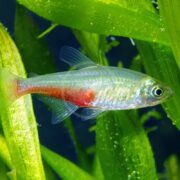 A TETRA - GREEN FIRE Aphyocharax rathbuni with a translucent body and vibrant red stripe swims among aquatic plants, its shimmering scales and large eye visible underwater.