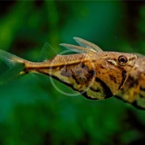 TETRA - WHITE / WHITE SKIRT Gymnocorymbus ternetzi - Aquatics Unlimited