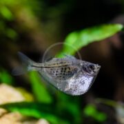 In an aquarium, TETRA - HATCHETFISH SILVER (Gasteropelecus sternicla) swim gracefully with their hatchet-shaped bodies, silvery scales, and prominent dorsal fins against a blurred green backdrop, creating a captivating underwater display.