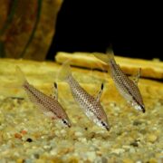 Three TETRA - HEADSTANDER CHECKERED / SPOTTED (Chilodus punctatus) with speckled silver bodies gracefully swim above the gravelly substrate, displaying their fins and streamlined form against a lush plant and prominent rock backdrop.