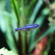 A vibrant TETRA - GREEN NEON Paracheirodon simulans with a shimmering blue body glides through an aquarium, set against a blurred backdrop of verdant aquatic plants for a natural, underwater ambiance.