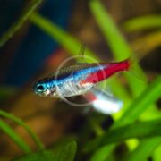 A close-up of a TETRA - NEON Paracheirodon innesi fish swims among green aquatic plants, showcasing vibrant blue, red, and silver hues with a distinctive red stripe on its lower body. The blurred background highlights the fishs vivid colors.